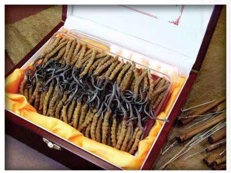 介休冬虫夏草回收